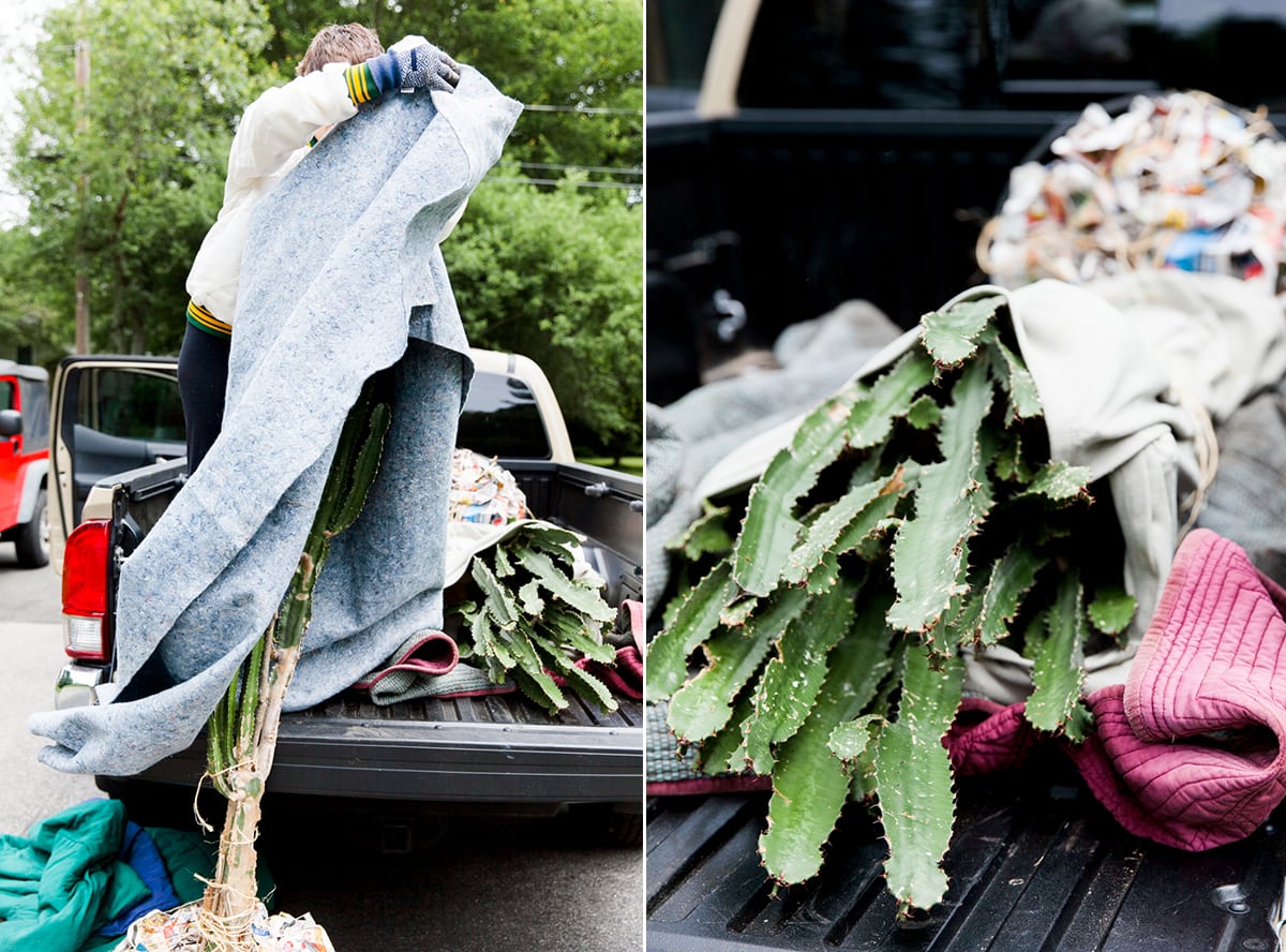 How to Transport a Large Cactus Safely | Long Distance Cactus Transport | How to Move Big Cactus | Jessica Brigham | Magazine Ready for Life
