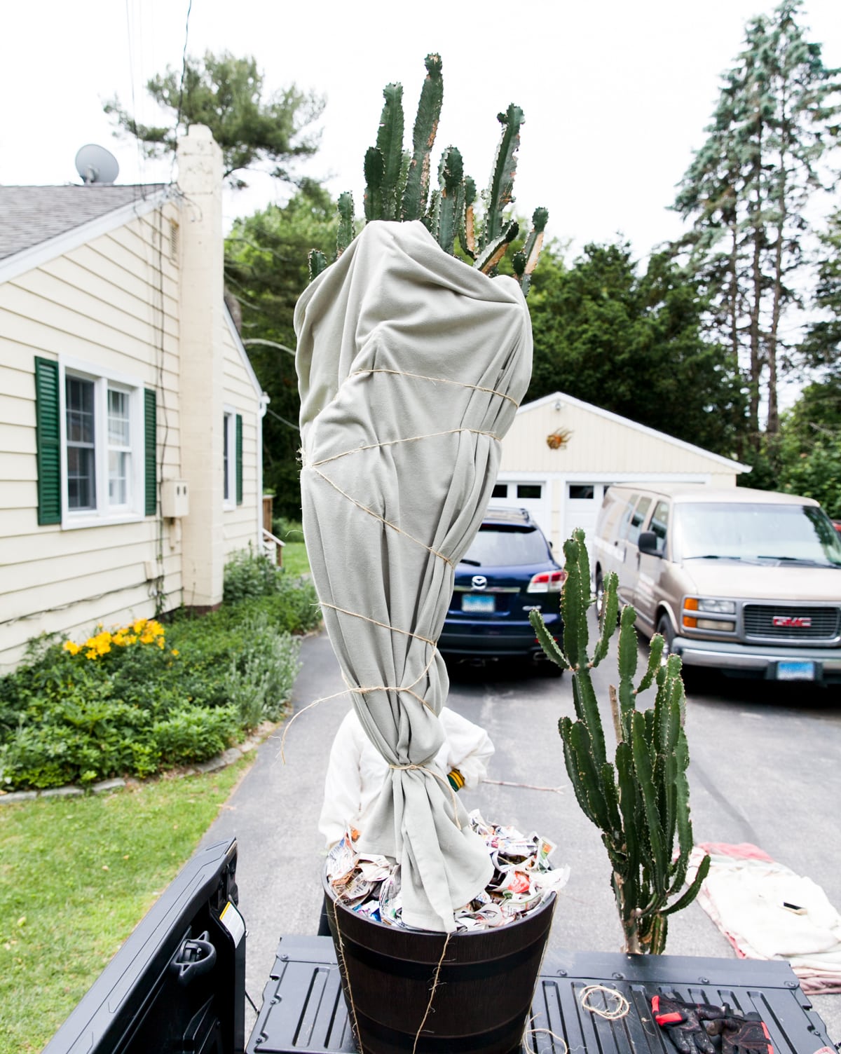 How to Transport a Large Cactus Safely | Long Distance Cactus Transport | How to Move Big Cactus | Jessica Brigham | Magazine Ready for Life