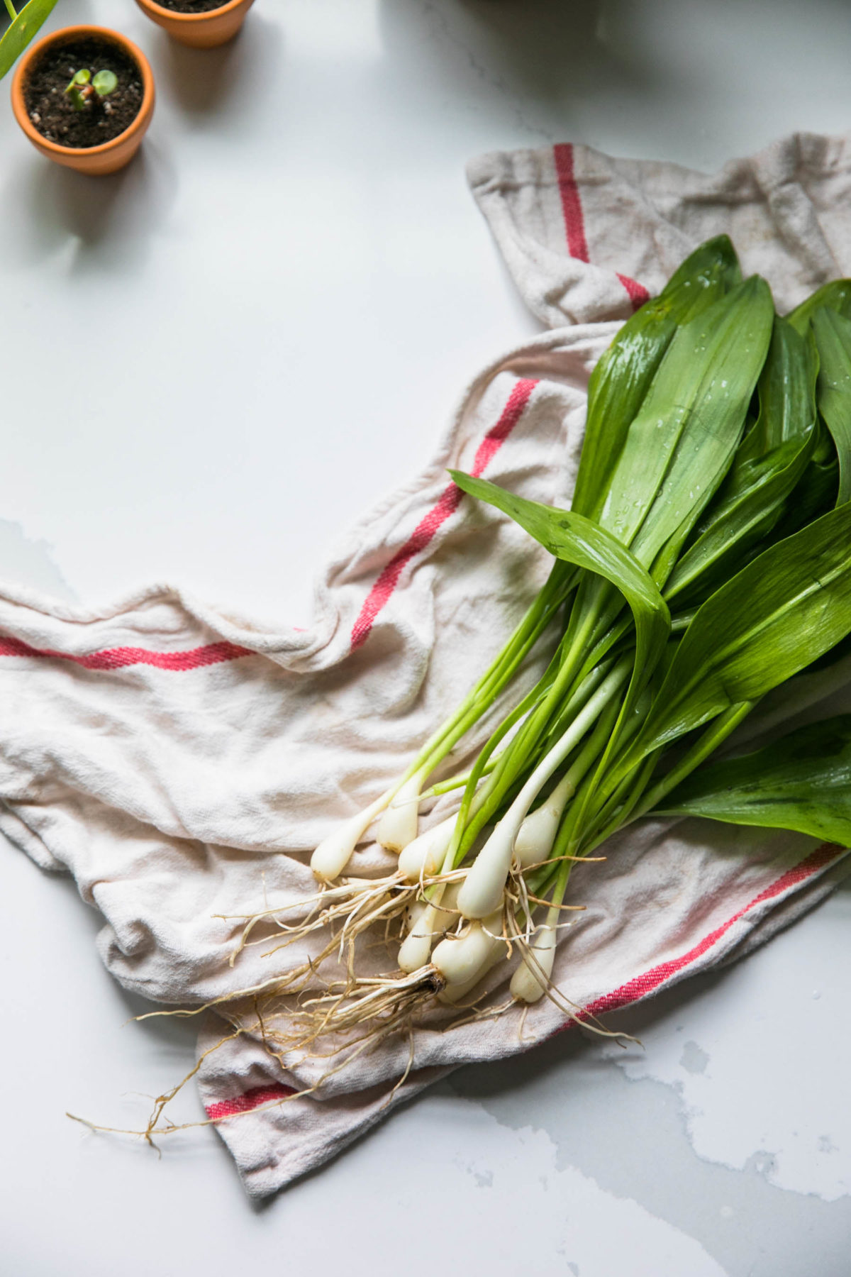 Lets Talk About Ramps | Ramp Recipes | Ramp Foraging | JessicaBrigham.com
