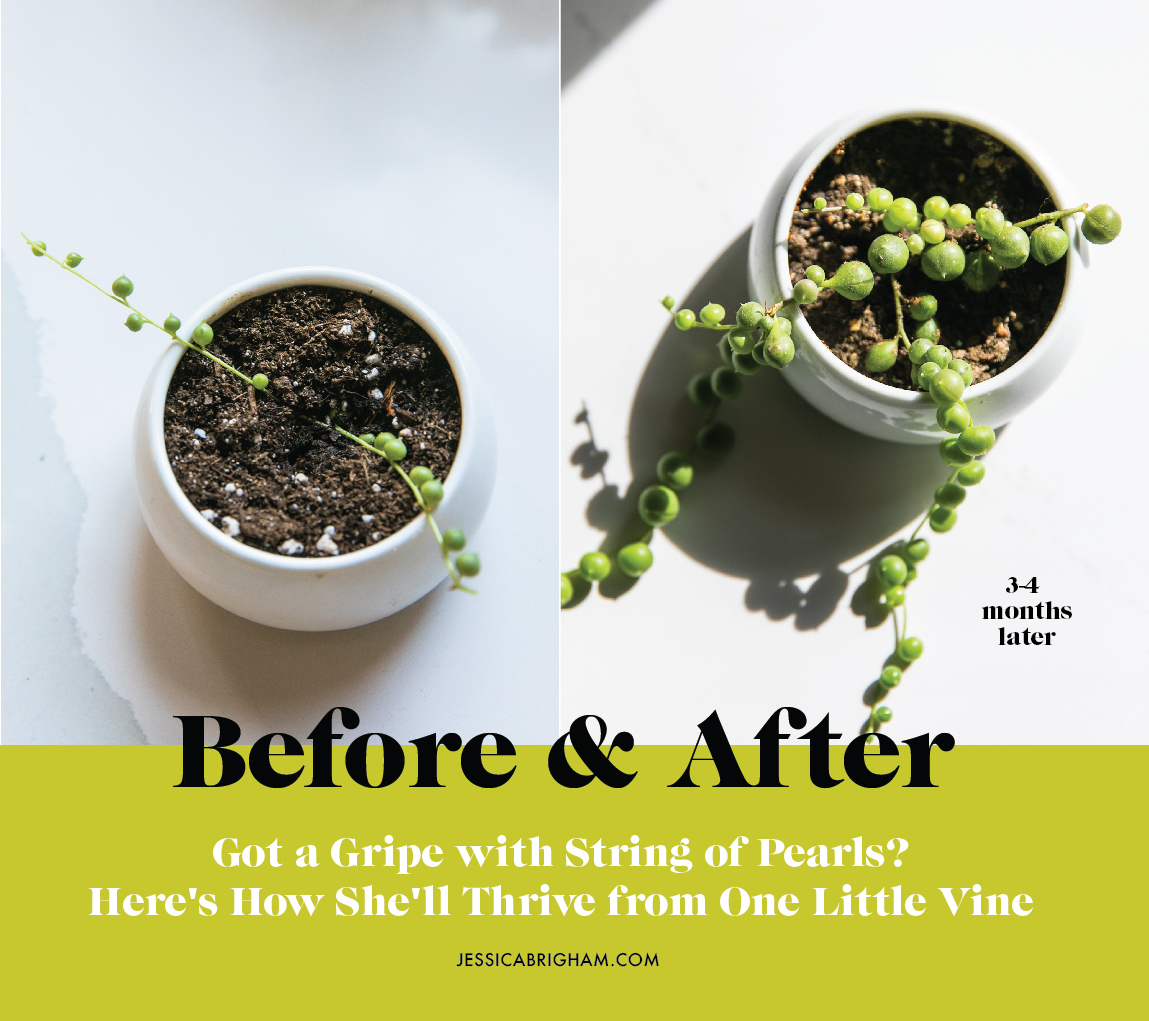 Got a Gripe with String of Pearls? Here's How She'll Thrive from One Little Vine | #PLANTPARDAY | House Plant Care | JessicaBrigham.com