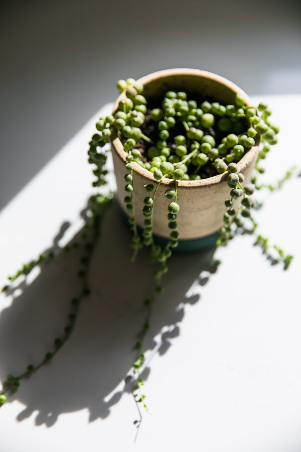 Got a Gripe with String of Pearls? Here's How She'll Thrive from One Little Vine | #PLANTPARDAY | House Plant Care | JessicaBrigham.com