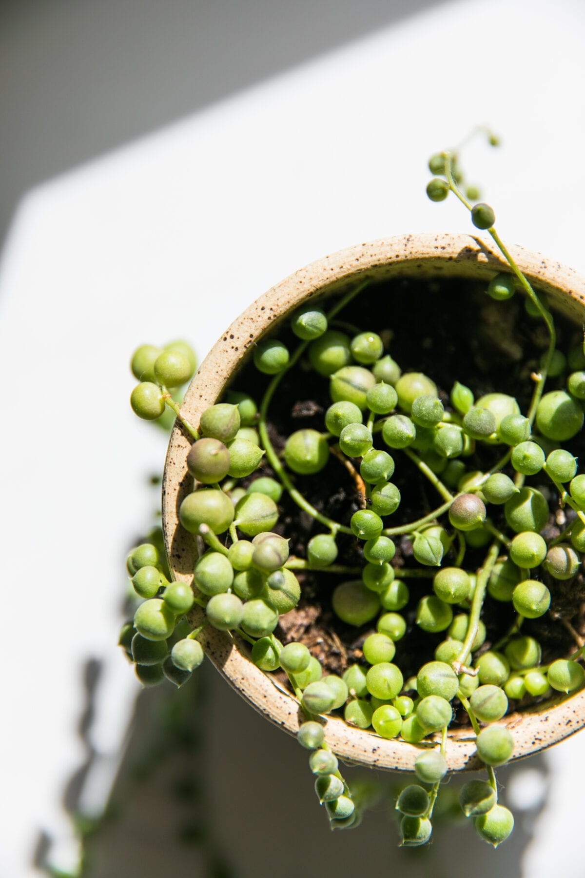 Got a Gripe with String of Pearls? Here's How She'll Thrive from One Little Vine | #PLANTPARDAY | House Plant Care | JessicaBrigham.com