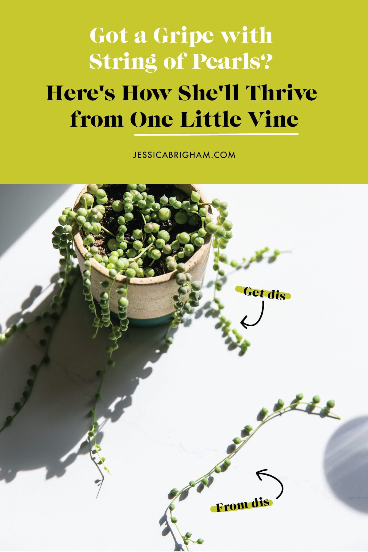 Got a Gripe with String of Pearls? Here's How She'll Thrive from One Little Vine | #PLANTPARDAY | House Plant Care | JessicaBrigham.com